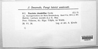 Puccinia chondrillae image